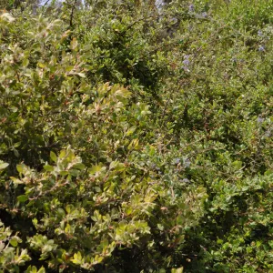 Garden field trip to Indian Knob, San Luis Obispo county