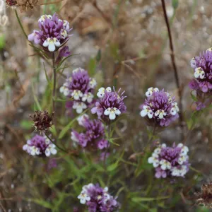 Garden field trip to Indian Knob, San Luis Obispo county
