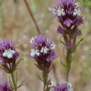 Garden field trip to Indian Knob, San Luis Obispo county