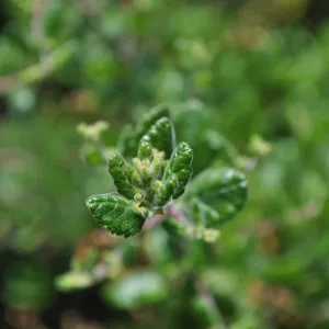 Garden field trip to Indian Knob, San Luis Obispo county