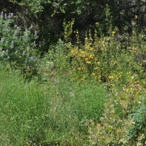 Garden field trip to Indian Knob, San Luis Obispo county