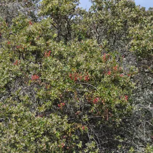Garden field trip to Indian Knob, San Luis Obispo county