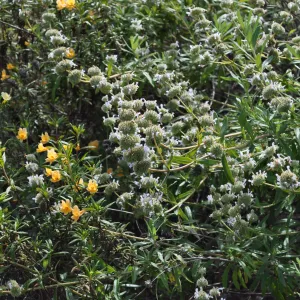 Garden field trip to Indian Knob, San Luis Obispo county