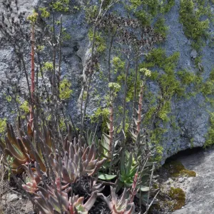 Garden field trip to Indian Knob, San Luis Obispo county