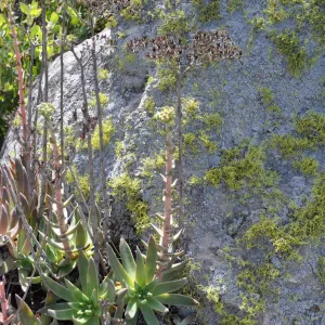 Garden field trip to Indian Knob, San Luis Obispo county