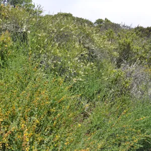 Garden field trip to Indian Knob, San Luis Obispo county