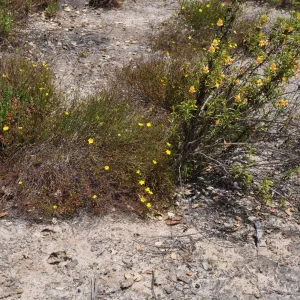 Garden field trip to Indian Knob, San Luis Obispo county