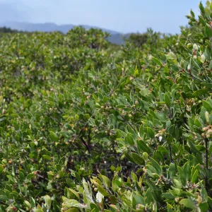 Garden field trip to Indian Knob, San Luis Obispo county