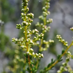 Garden field trip to Indian Knob, San Luis Obispo county