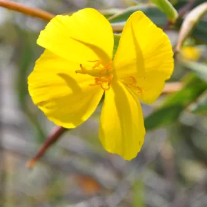 Garden field trip to Indian Knob, San Luis Obispo county