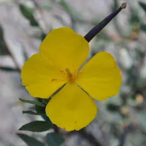 Garden field trip to Indian Knob, San Luis Obispo county