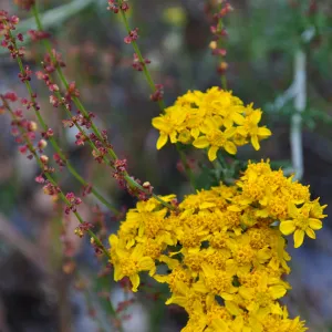 Garden field trip to Indian Knob, San Luis Obispo county