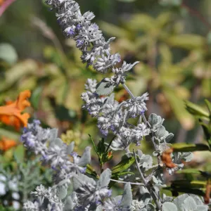 Hyptis 'Silver Lining'