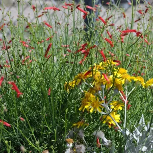 Galvezia 'Gran Canon'
