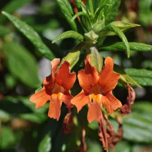 Mimulus aurantiacus, Chatsworth selections