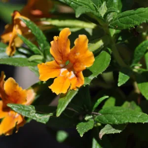 Mimulus aurantiacus, Chatsworth selections