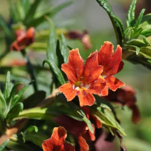 Mimulus aurantiacus, Chatsworth selections