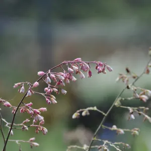 Heuchera 'Blushing Bells'