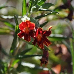 Mimulus aurantiacus, Chatsworth selections
