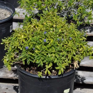 Ceanothus 'Wheeler Canyon' sport