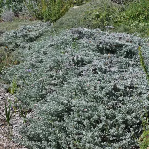 Lessingia 'Smart Aster'