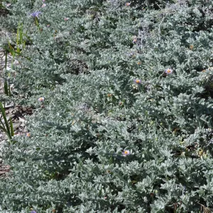 Lessingia 'Smart Aster'