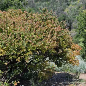 Arctostaphylos 'Canyon Blush'