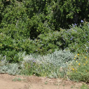 Ceanothus 'Wheeler Canyon'
