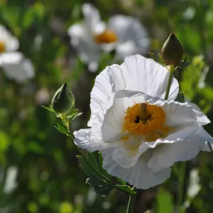 Romneya 'Butterfly'