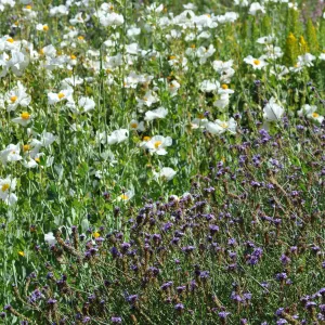 Verbena 'de la Mina', Romneya 'Butterfly'