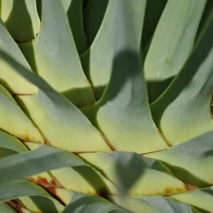 Yucca whipplei, Porter Trail