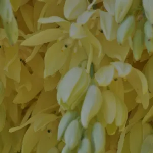 Yucca whipplei, Porter Trail