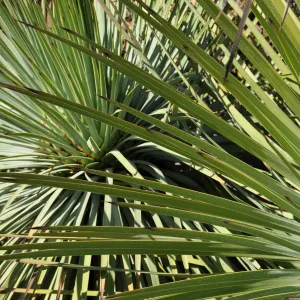 Yucca whipplei, Porter Trail