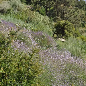 Verbena lilacina