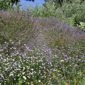 Verbena lilacina