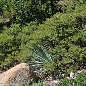Arctostaphylos 'White Lanterns'