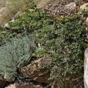 Arctostaphylos 'Arroyo Cascade'