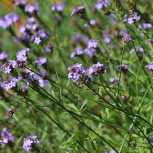 Verbena 'De La Mina'