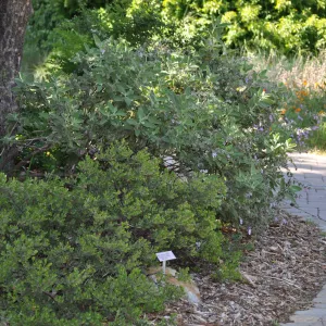 Arctostaphyls 'White Lanterns', Lepechinia 'El Tigre'