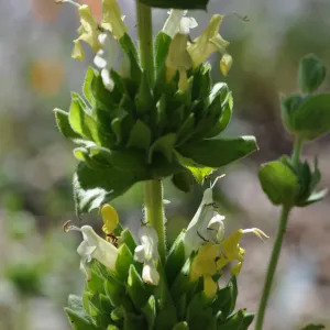 Salvia 'Avis Keedy'