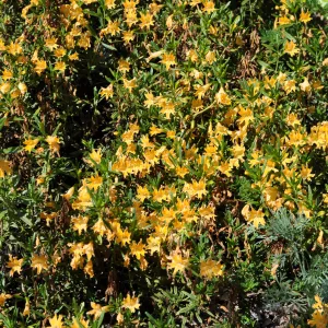 Mimulus bifidus