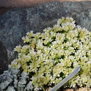 Dudleya nesiotica in trough