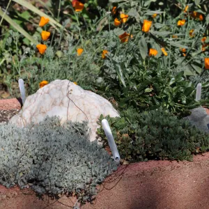 Trough garden in Meadow View