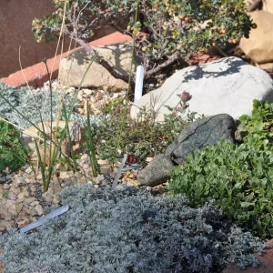 Trough garden in Meadow View