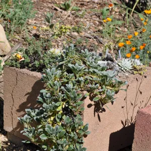 Trough garden in Meadow View
