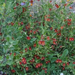 Mimulus Jesusita Phoenix