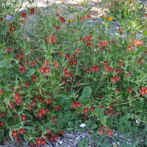 Mimulus Jesusita Phoenix