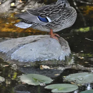 Mallard in Meadow Pond, SBBG