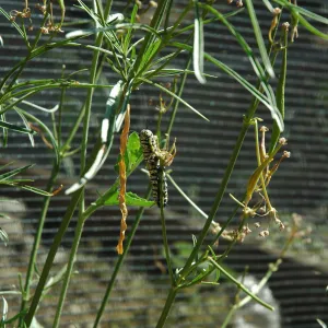 Monarch butterfly emergence, milkweed