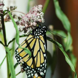 Monarch butterfly emergence, milkweed
